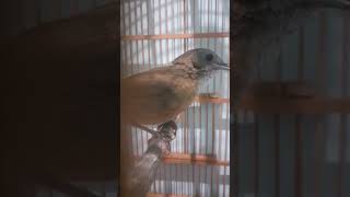 Download lagu burung wambi mini/tieumi gacor pancingan tieumi macet mp3 Download lagu burung wambi mini/tieumi gacor pancingan tieumi macet mp3