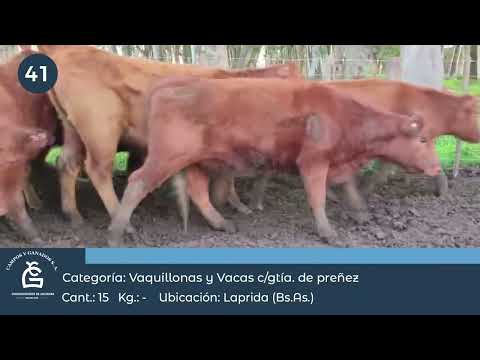 Lote Vq CGP - Laprida Bs As
