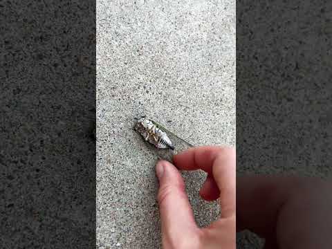 A very dead cicada… 😕 #RIP #thecycleoflife #thatslife #cicada #random #randomfinds #lifeanddeath