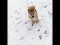 Доброе утро всем - Горо любит снег, а вы? 秋田犬 