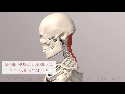Splenius Capitis: Spine Series 15, Neck Muscles (3D Animation)