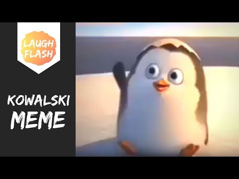 Penguin Kowalski Meme Steemit