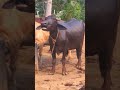 angry buffalo sound #village #buffalo #cute #animals #animalsounds #crazy #sound