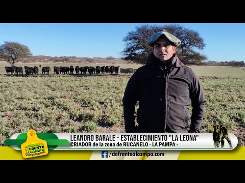 LEANDRO BARALE - ESTABLECIMIENTO  "LA LEONA" - RUCANELO -L.P.-