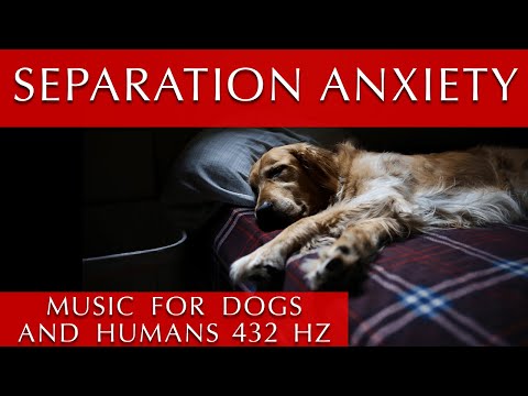 Separation Anxiety Music for Dogs and Humans | 432 Hz
