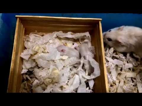 Filhotes com 10 dias de Anão Russo / "Hamster Chinês" Brancos