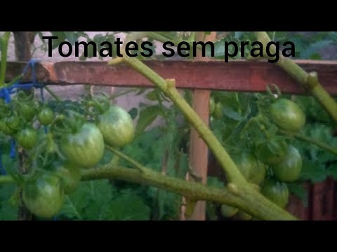 Como evitar pragas na horta orgânica : Tomate