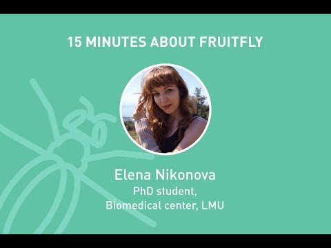 15x4 - 15 minutes about Fruitfly