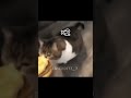 Here Kitty You Can Have Cheese Burger Shorts Viralvideo Trending Meme Memes