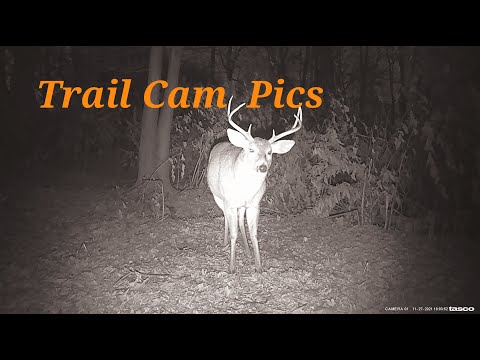 Longer Version Backyard Shenanigans #9 Coyote, Fox & 6 pointer