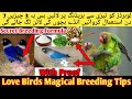 Love Birds Fast And Megical Breeding Formula 2022 2023 L Love Birds Fast And Secret Breeding Tips