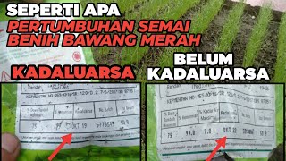 Download lagu Pertumbuhan Penyemaian Benih Bawang Merah Kadaluarsa (Tuk-Tuk Super) & Tidak Kadaluarsa (Lokananta) mp3