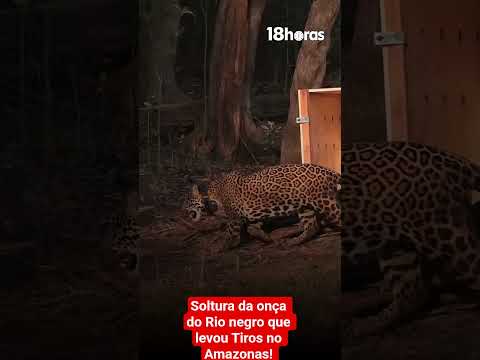 soltura da onça Pintada do  Rio negro! #preservaçãoambiental #iop