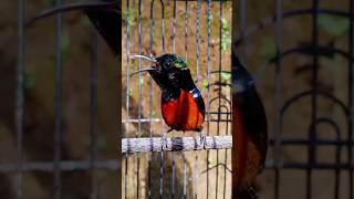 Download lagu konin gacor mp3 Download lagu konin gacor mp3