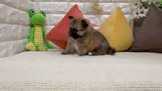 ハーフ犬の動画01