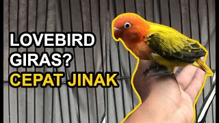 Download lagu 7 Cara Merawat Lovebird Giras agar Cepat Jinak mp3