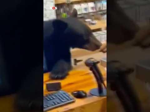 Beer snuffelt rond in thee-winkeltje. #jeugdjournaal #beer #wow #dieren #winkelen