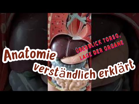 Überblick Torso, Lage der Organe. Wo sind unsere Organe im Körper?  Anatomie des Menschen