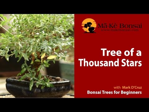 , title : '55) Cara Merawat Pohon Seribu Bintang - Seri Serrisa foetida - Pohon Bonsai untuk Pemula'