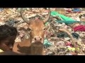 Documentary Environment - The Plastic Cow