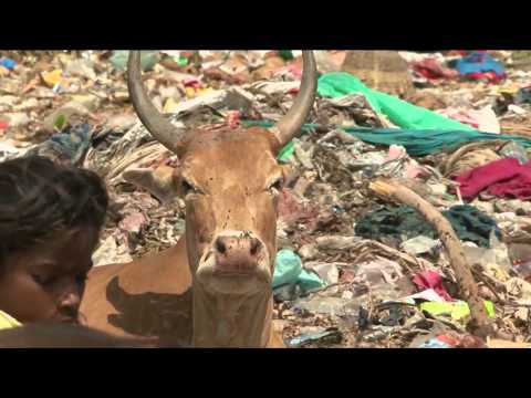 The Plastic Cow