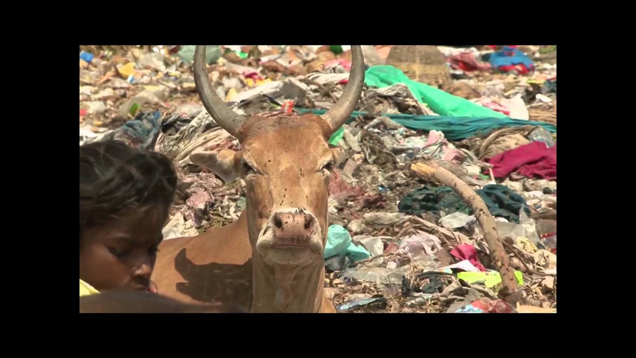 The Plastic Cow