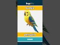 budgie - periquito video thumbnail