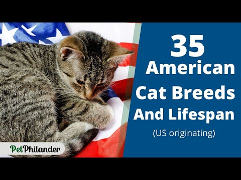 35 American cat breeds and Lifespan (US originating) ! Cat Health Tips ! Pet Lovers 2021