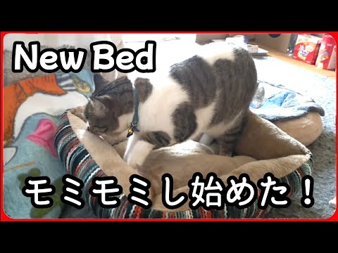 youtube-動物記事1970/01/01 09:00:00