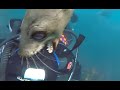 Sea Lion Attacks Person