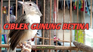 Download lagu Variasi Suara Ciblek Gunung Betina Memanggil Jantan PIKAT mp3