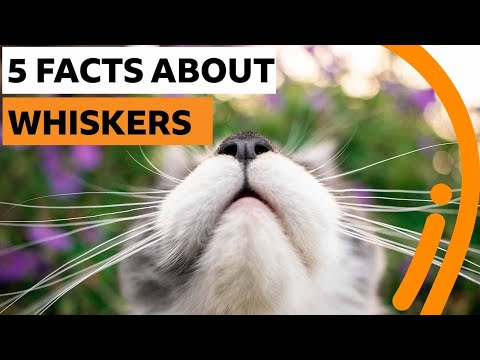 關於鬍鬚的五件事，你從來都不知道 | BBC創意 (Five things you never knew about whiskers | BBC Ideas)
