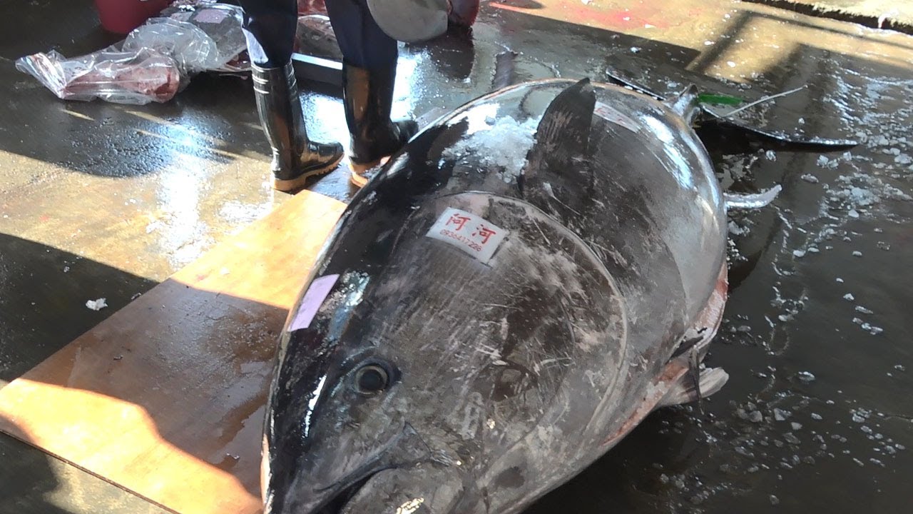 302kg Giant bluefin tuna cutting skills