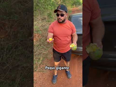 Frutas do cerrado #pequi #frutas #confresa #matogrosso