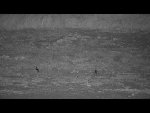 Djuma: Puff Adder and Blacksmith Lapwing-Pt:3 - 20:10 - 04/20/19