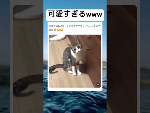 #shorts#猫#可愛い#フェイント#面白い#笑える