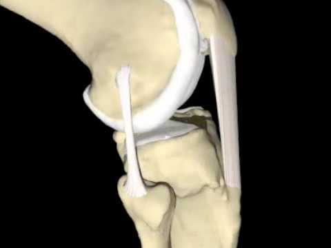 comment renforcer les ligaments du genou