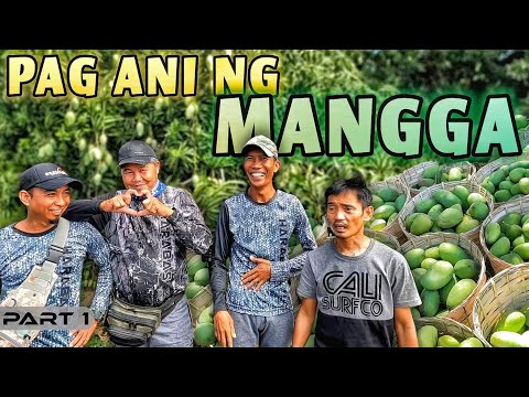 EP883-P1 - Pag-Ani ng Mangga