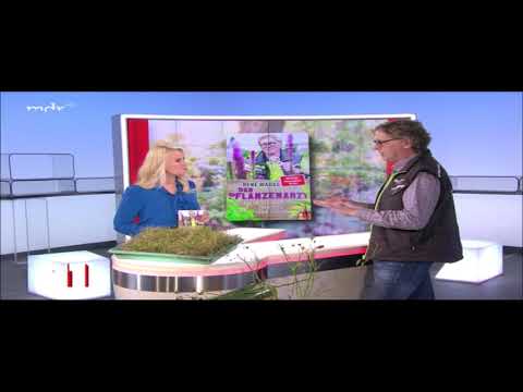 "MDR um 11": Rasen pflegen im Frühjahr