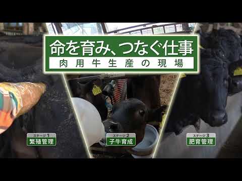 「命を育みつなぐ仕事　03肥育管理」のサムネイル