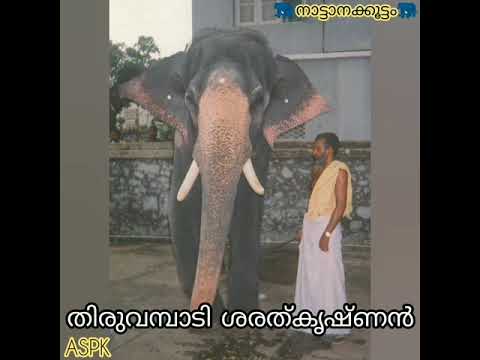 download lagu mp3 mp4 Thiruvambadi Elephants, download lagu Thiruvambadi Elephants gratis, unduh video klip Thiruvambadi Elephants