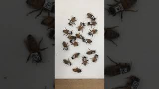 QR codes on bees