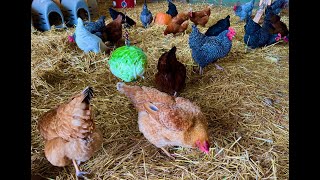 Chicken Boredom Busters | How To Keep Chickens Entertained