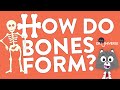 How Do Bones Form?