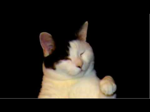download lagu mp3 mp4 Im A Kitty Cat Lyrics, download lagu Im A Kitty Cat Lyrics gratis, unduh video klip Im A Kitty Cat Lyrics