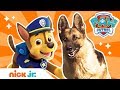 How To Be A Police Pup W PAW Patrol S Chase REAL Dogs PAW Patrol Nick Jr