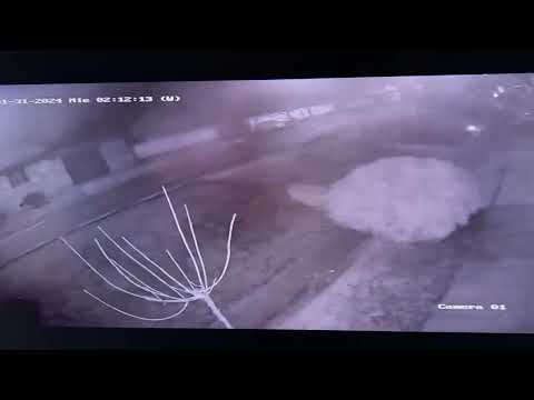 Accident Copșa Mică