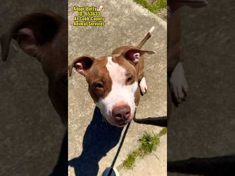 BETTY - see video, an adoptable American Staffordshire Terrier Mix in Marietta, GA_image-1