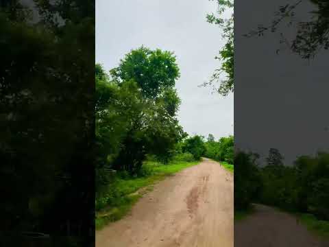 Beautiful Nature || Greenery || Wonderful || Beautiful Nature || Nature Love ❤️ ||