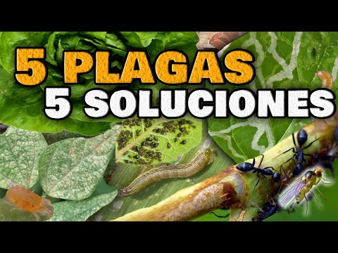 , title : '5 PLAGAS en las Plantas y sus INSECTICIDAS CASEROS | ELIMINA las Moscas Blancas, Pulgones, Orugas'